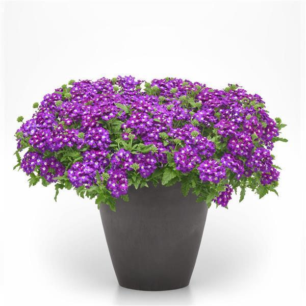 Firehouse™ Violet Wink 26 Container