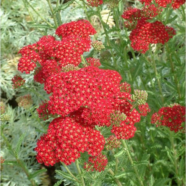 Achillea millefolium Red Velvet Bloom