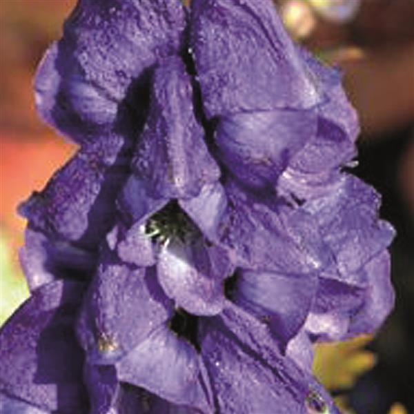 Aconitum carmichaelii Arendsii Bloom