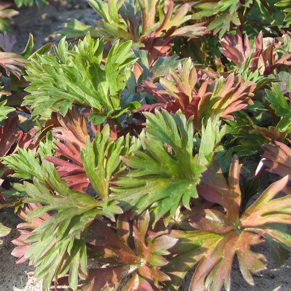 Aconitum carmichaelii Royal Flush Bloom