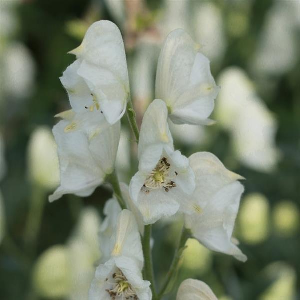 Aconitum napellus Album Bloom