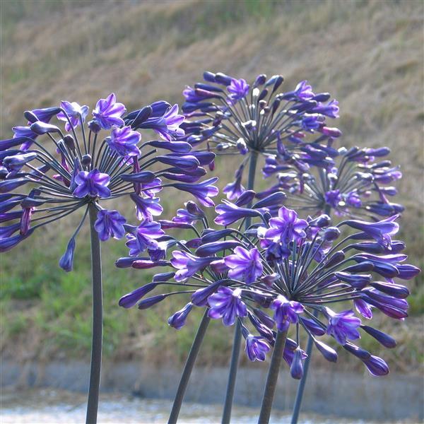 Agapanthus Back In Black Bloom