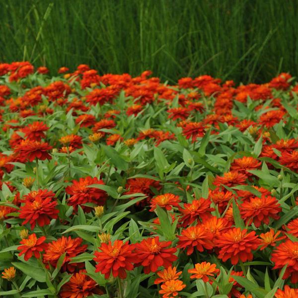 Double Zahara™ Fire Landscape