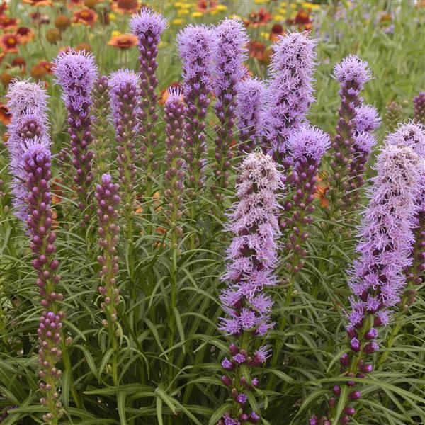 Liatris spicata Kobold Original Bloom