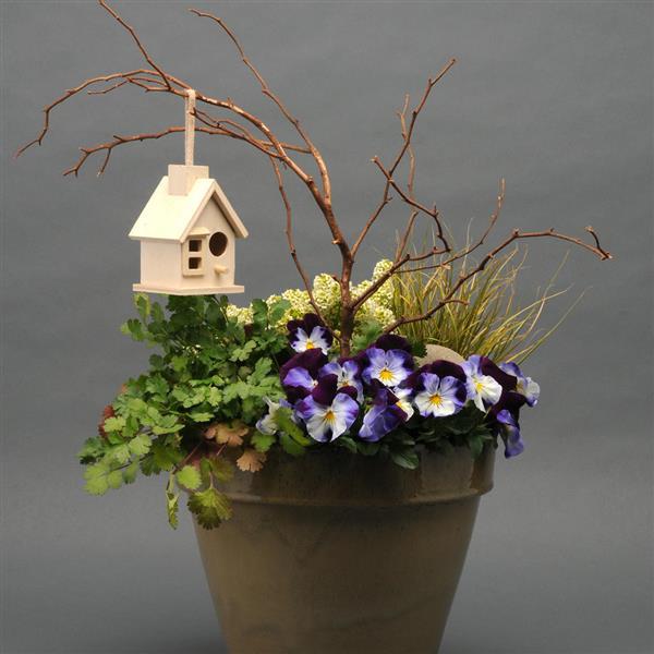 Cool Wave<sup>®</sup> Violet Wing Displays