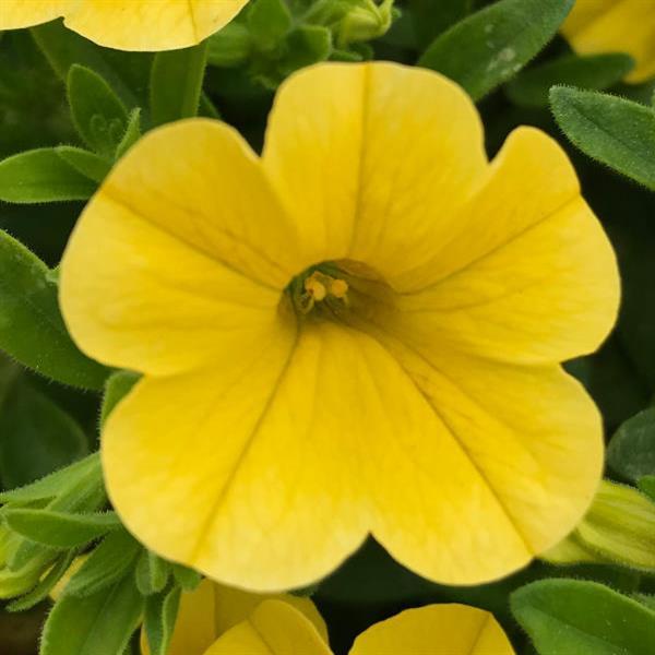 MiniFamous<sup>®</sup> Uno Yellow Bloom