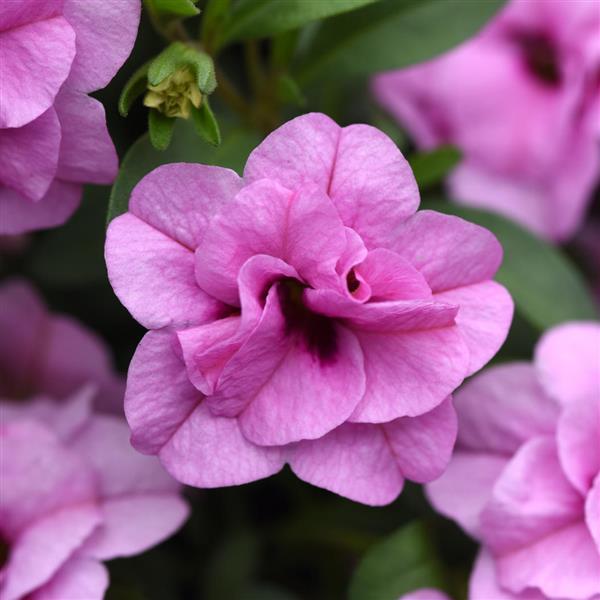 MiniFamous<sup>®</sup> Uno Double Light Pink 26 Bloom