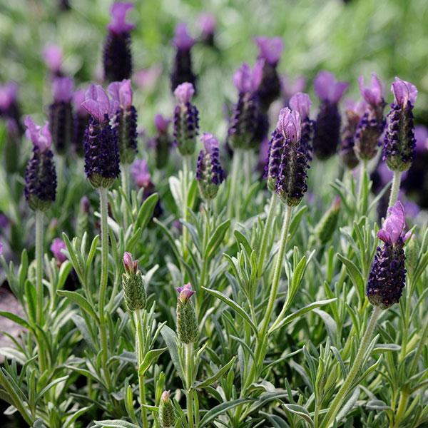 Anouk Anouk Landscape