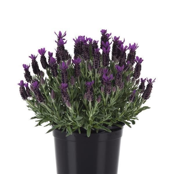 Anouk Purple Flare Container