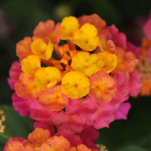 Lucky™ Sunrise Rose Bloom