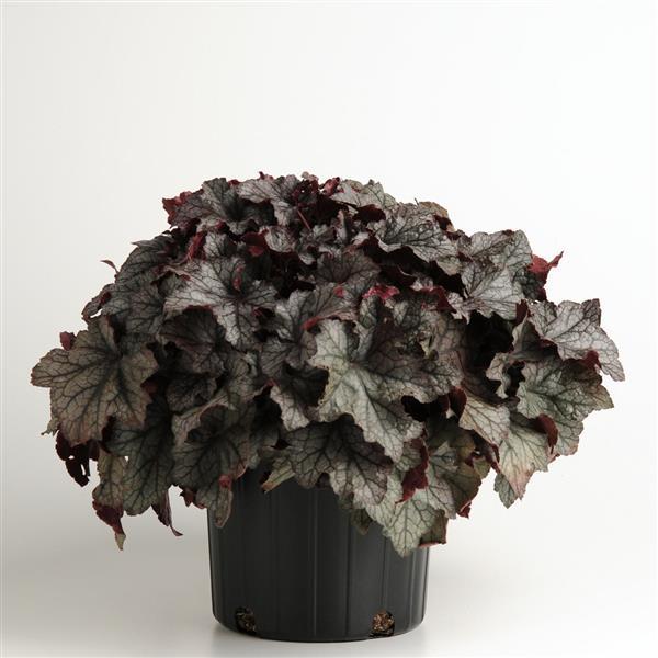 Carnival Plum Crazy Container