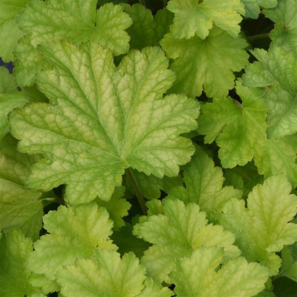 Carnival Lime Zest Bloom