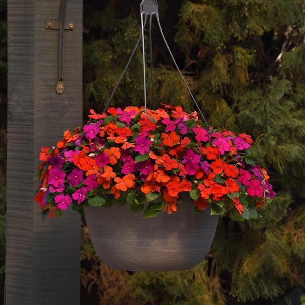 Beacon<sup>®</sup> Sanibel Mixture Basket