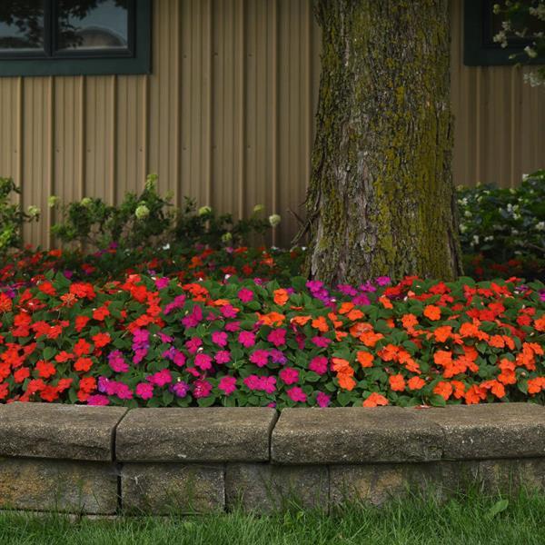 Beacon<sup>®</sup> Sanibel Mixture Landscape