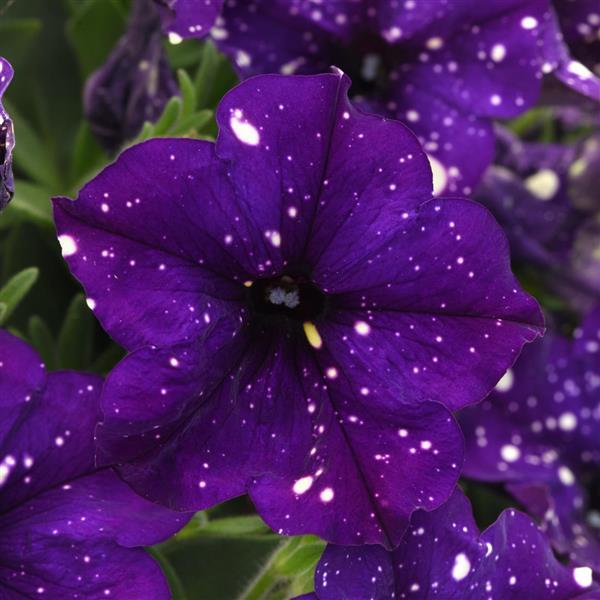 Headliner™ Violet Sky Bloom