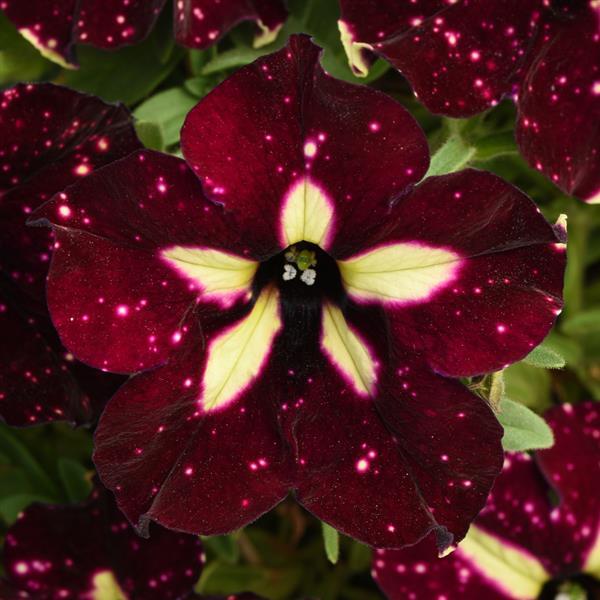 Headliner™ Starry Sky Burgundy Bloom