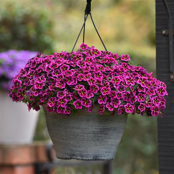 Cabaret<sup>®</sup> Good Night Kiss Basket