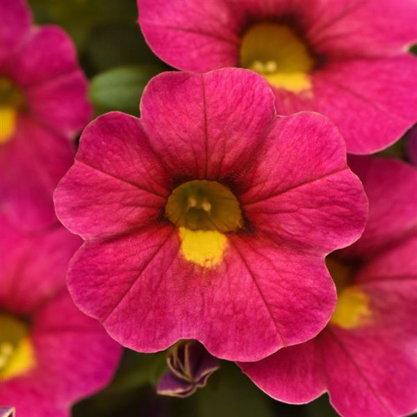 Cabaret<sup>®</sup> Diva Pink Bloom