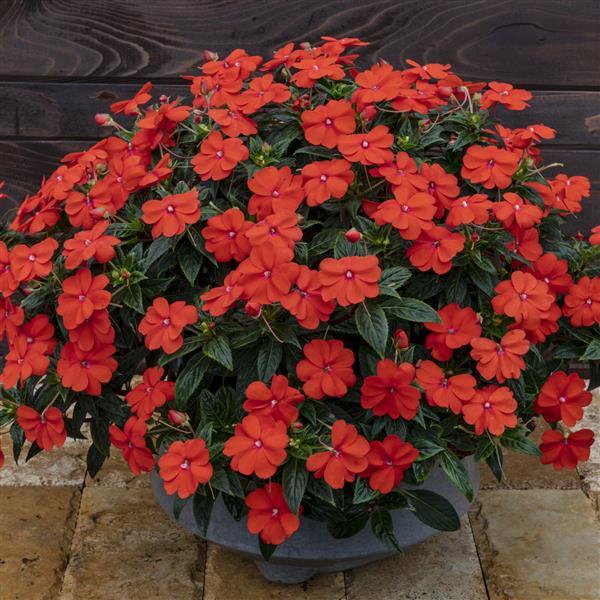 SunPatiens<sup>®</sup> Vigorous Orange Container