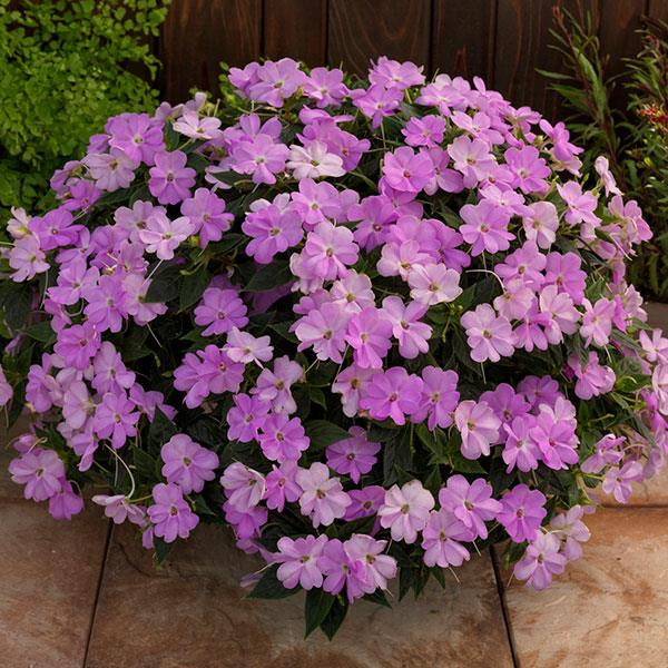 SunPatiens<sup>®</sup> Vigorous Orchid Container