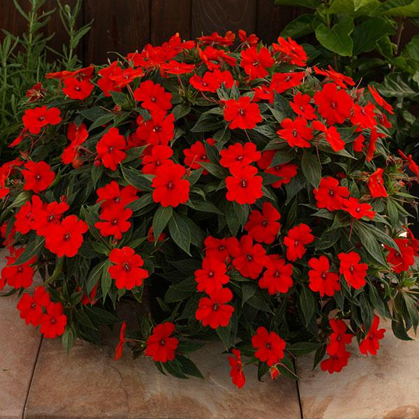 SunPatiens<sup>®</sup> Vigorous Red Container