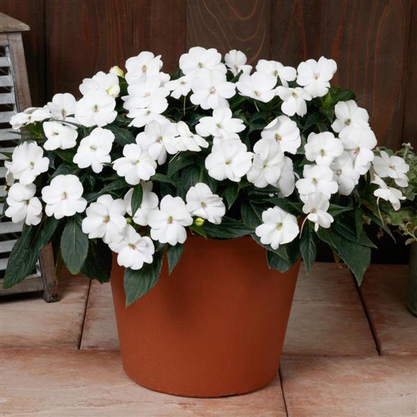 SunPatiens<sup>®</sup> Vigorous White Container