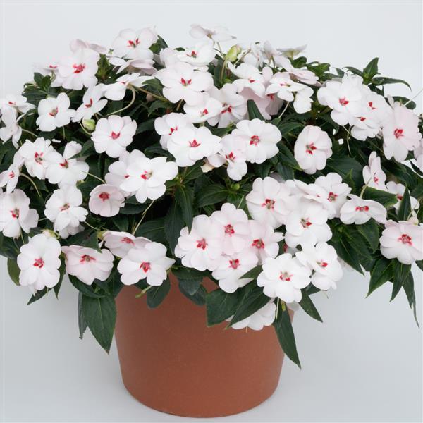 SunPatiens<sup>®</sup> Vigorous Sweetheart White Container