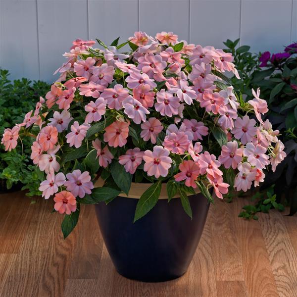 SunPatiens<sup>®</sup> Vigorous Pink Kiss Container