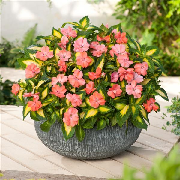 SunPatiens<sup>®</sup> Vigorous Tropical Salmon V/L Container
