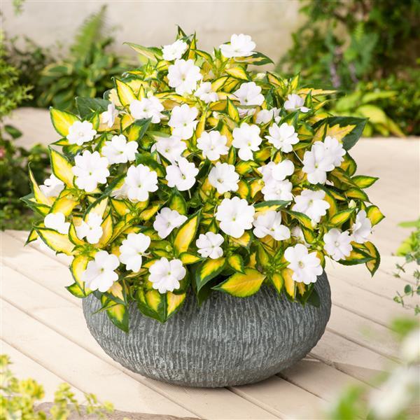 SunPatiens<sup>®</sup> Vigorous Tropical White V/L Container
