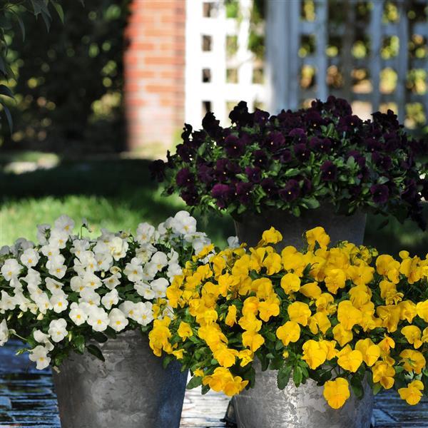 Cool Wave<sup>®</sup> Golden Yellow Landscape