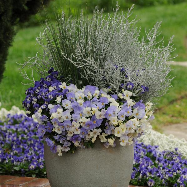 Cool Wave<sup>®</sup> Frost Container