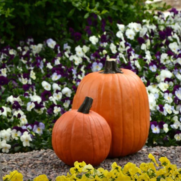 Cool Wave<sup>®</sup> Berries 'N Cream Mixture Commercial Landscape 2