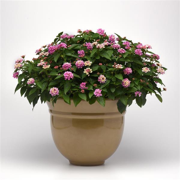 Bloomify™ Pink Container