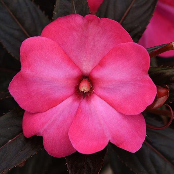Clockwork™ Hot Pink Glow Bloom