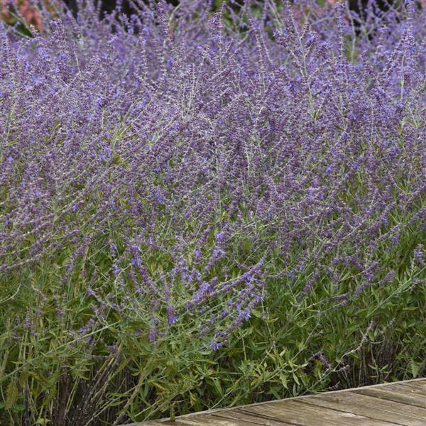 Perovskia CrazyBlue Commercial Landscape 2