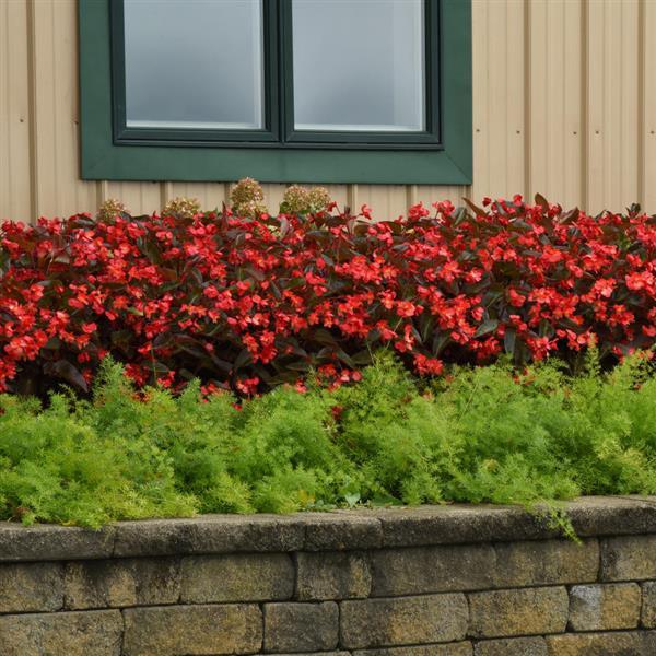 Dragon Wing<sup>®</sup> Red Bronze Leaf Landscape