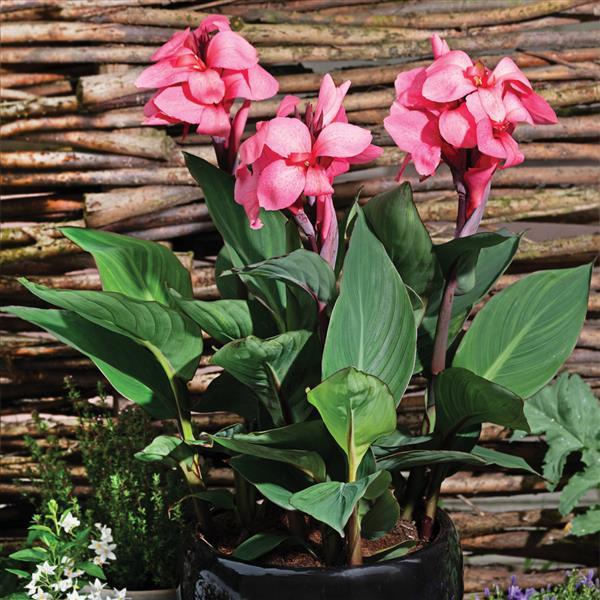 Cannova Deep Pink Container