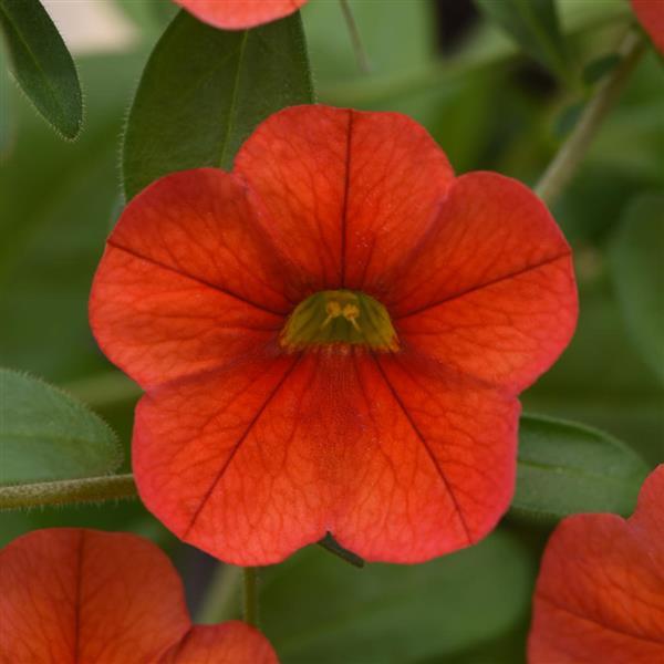 MiniFamous<sup>®</sup> Neo Deep Orange Bloom