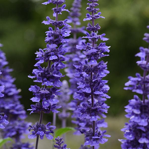 Salvia Mystic Spires Bloom
