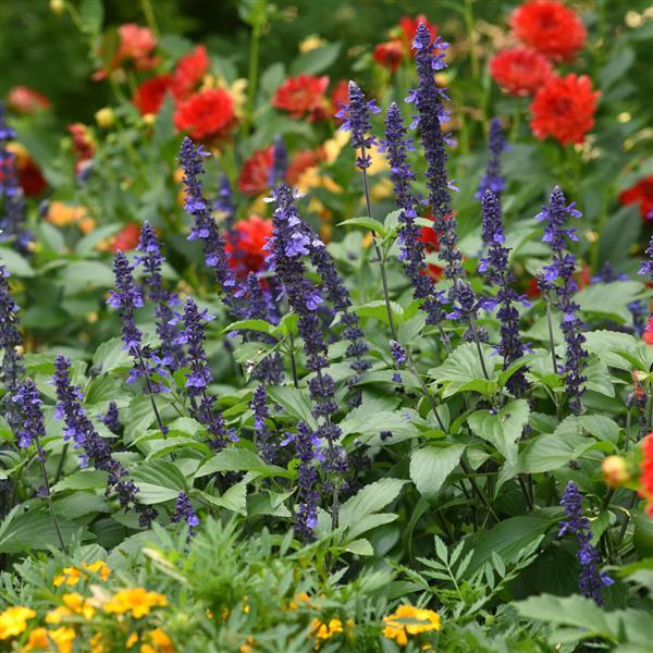 Salvia Mystic Spires Commercial Landscape 1