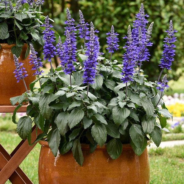 Salvia Mystic Spires Container