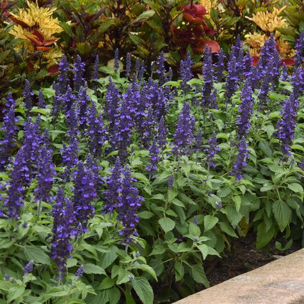Salvia Mysty Landscape