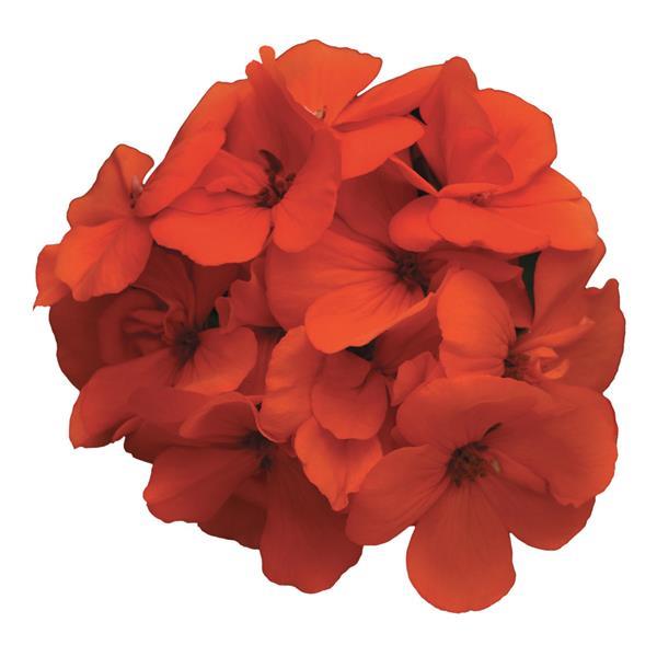 Fantasia<sup>®</sup> Orange Bloom