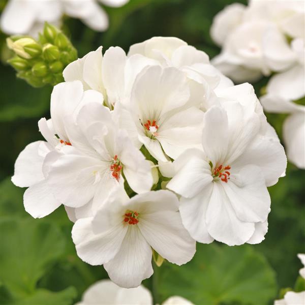 Galaxy™ White 26 Bloom