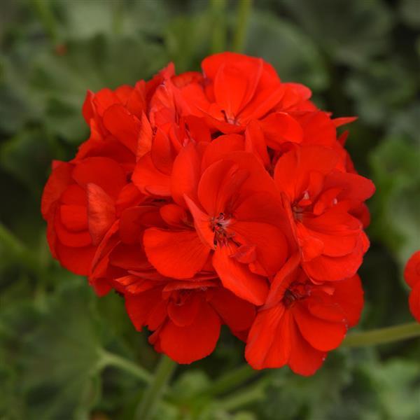 Dynamo™ Scarlet Bloom