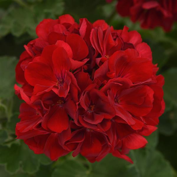 Dynamo™ Dark Red Bloom