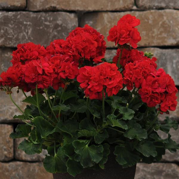 Dynamo™ Dark Red Container