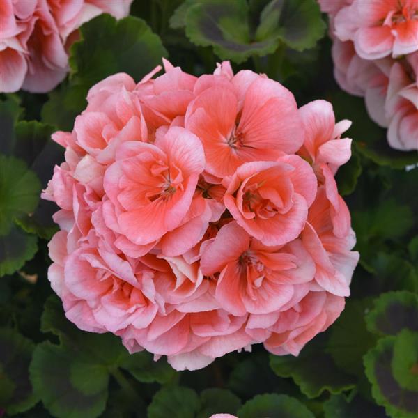 Dynamo™ Light Salmon Bloom