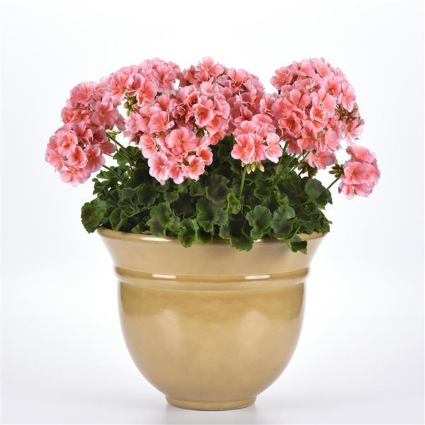 Dynamo™ Light Salmon Container